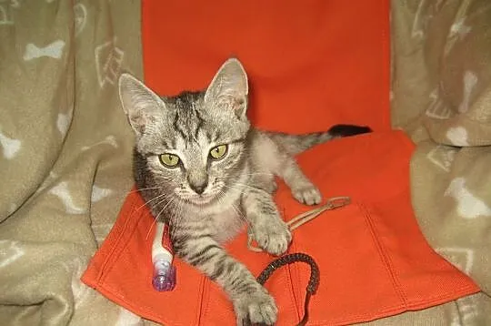 Opal szuka domu!