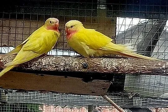 Księżniczki walli lutino dorosłe, Pomorskie, Brusy