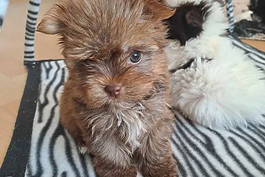 Przepiękne pieski yorkshire terrier, Zachodniopomorskie, Kościuszki