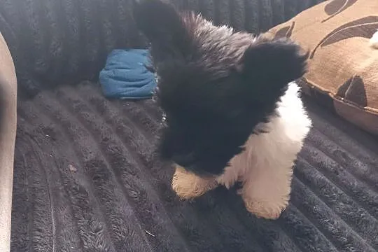 Przepiękne pieski yorkshire terrier, Zachodniopomorskie, Kościuszki