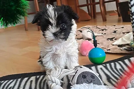 Przepiękne pieski yorkshire terrier, Zachodniopomorskie, Kościuszki