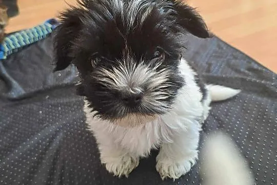 Przepiękne pieski yorkshire terrier, Zachodniopomorskie, Kościuszki