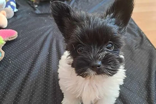 Przepiękne pieski yorkshire terrier, Zachodniopomorskie, Kościuszki