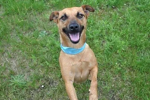 Mała słodka suczka szuka dobrego domu. Adopcja.,  