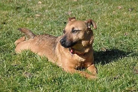 Mała słodka suczka szuka dobrego domu. Adopcja.,  