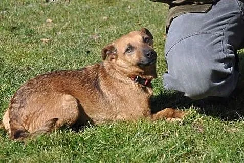 Mała słodka suczka szuka dobrego domu. Adopcja.,  