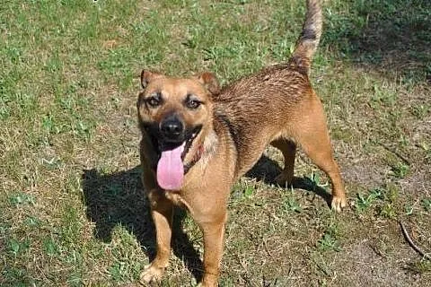 Mała słodka suczka szuka dobrego domu. Adopcja.,  
