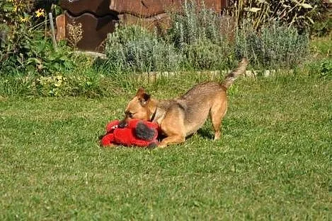 Mała słodka suczka szuka dobrego domu. Adopcja.,  