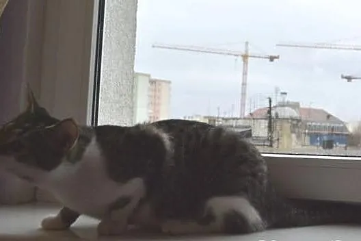 Szukamy kotki Lucy! Jeśli zauważysz - dźwoń!