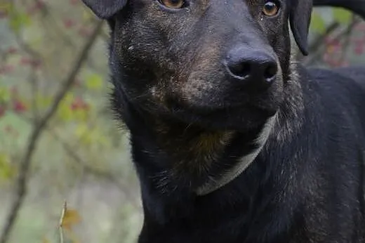 Tedi - wspaniały pies w schronisku czeka właśnie n