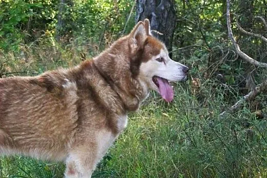 Sampo - wspaniały rudy mix husky czeka na kochając