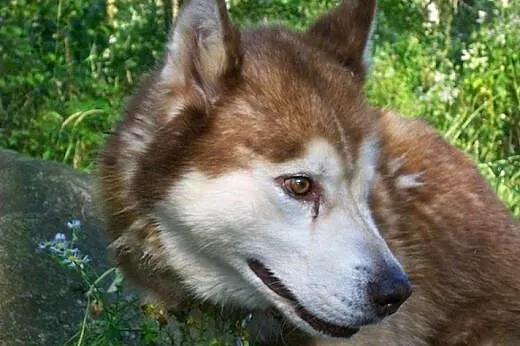 Sampo - wspaniały rudy mix husky czeka na kochając