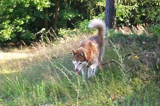 Sampo - wspaniały rudy mix husky czeka na kochając