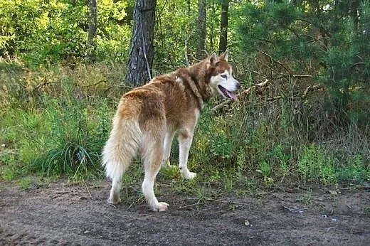 Sampo - wspaniały rudy mix husky czeka na kochając