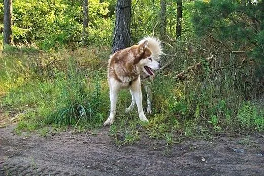 Sampo - wspaniały rudy mix husky czeka na kochając