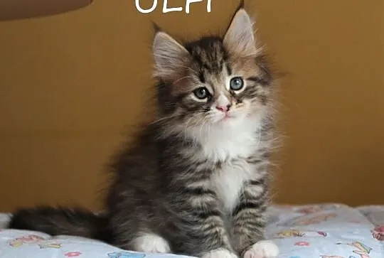 Miot 