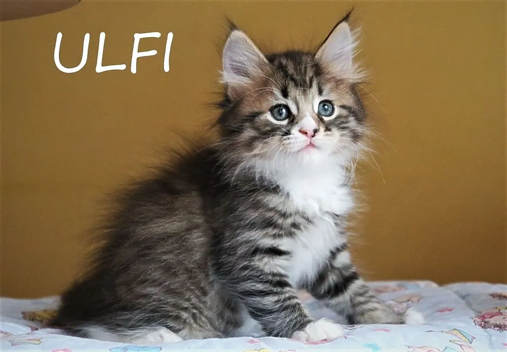 Miot