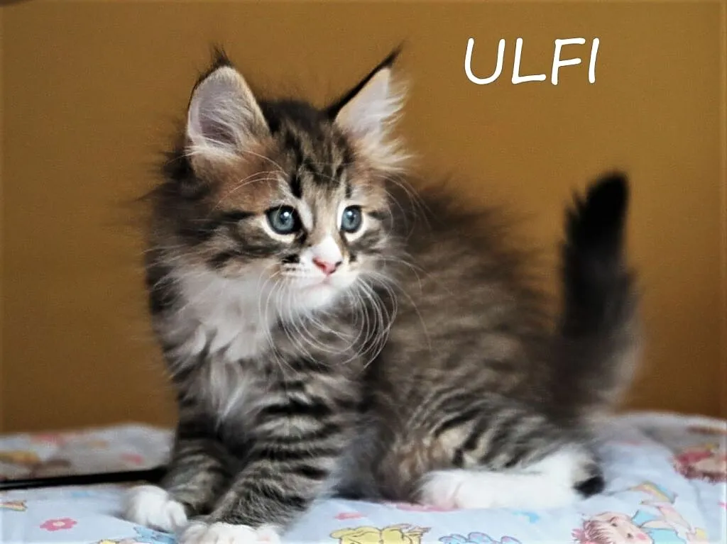 Miot