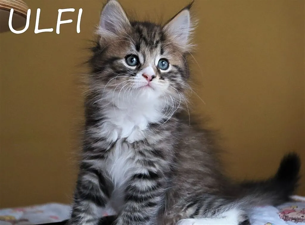 Miot