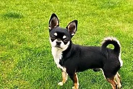 Reproduktor chihuahua krótkowłosy ZKwP FCI