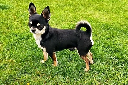 Reproduktor chihuahua krótkowłosy ZKwP FCI, Zachodniopomorskie, Świnoujście