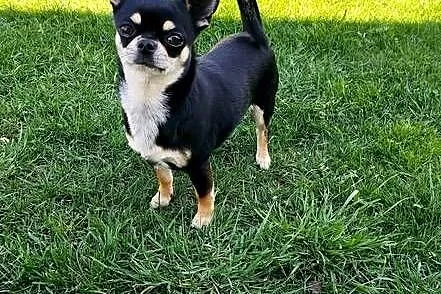 Reproduktor chihuahua krótkowłosy ZKwP FCI, Zachodniopomorskie, Świnoujście
