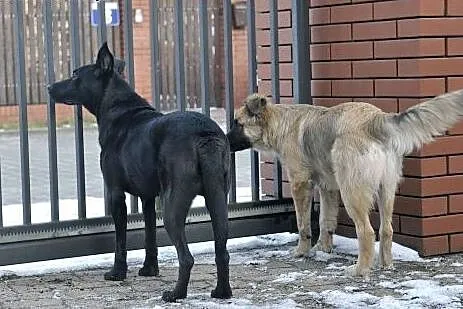 Salvo - młody, przyjazny psiak - do adopcji,  mazo