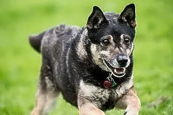 Rozbawiony Baster do adopcji ! :),  lubelskie Lubl