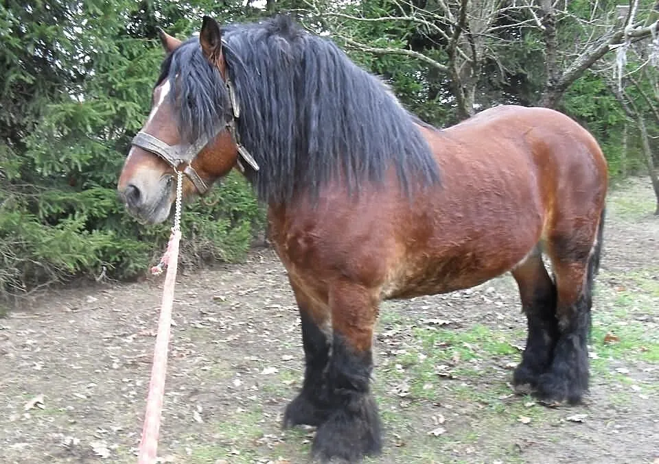 Ogiery Zimnokrwiste