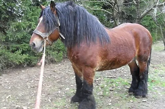 Ogiery Zimnokrwiste