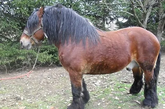 Ogiery Zimnokrwiste