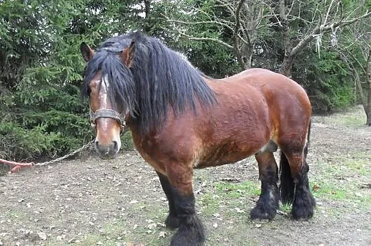 Ogiery Zimnokrwiste
