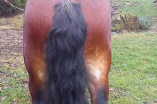 Ogiery Zimnokrwiste