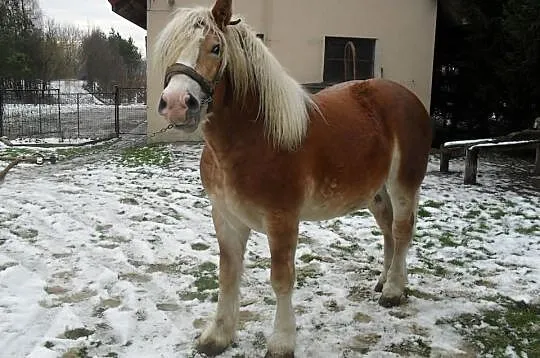 Ogiery Zimnokrwiste