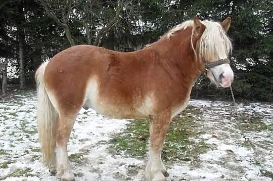 Ogiery Zimnokrwiste