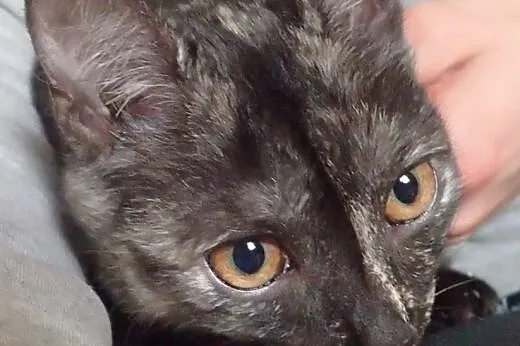 Masza- piękna 4 miesięczna kotka do adopcji,  łódzkie Łódź