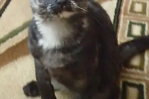 Masza- piękna 4 miesięczna kotka do adopcji,  łódz