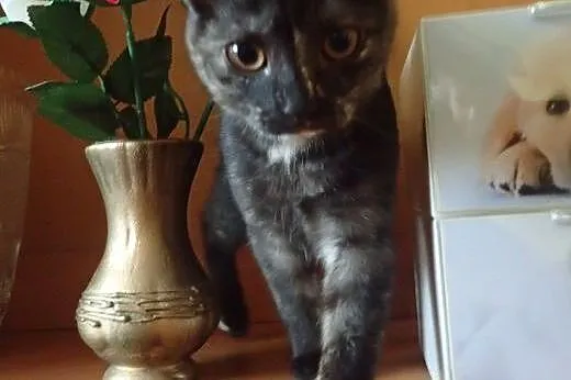 Masza- piękna 4 miesięczna kotka do adopcji,  łódz