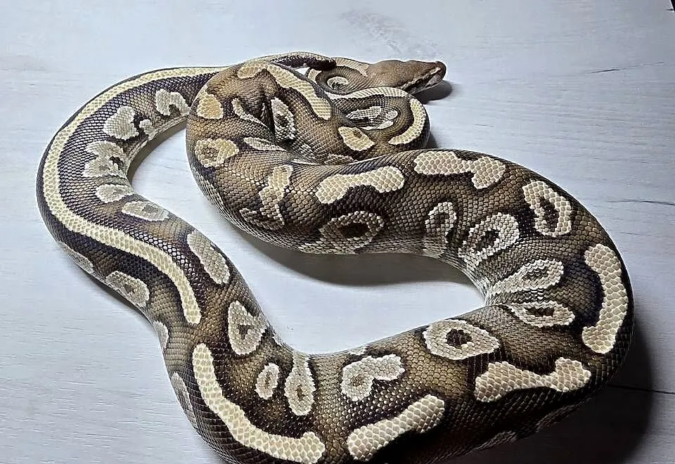 Wąż pyton królewski python regius samica dorosła, Dolnośląskie, Wrocław