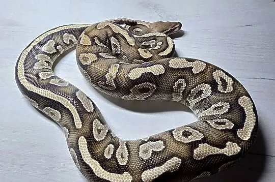 Wąż pyton królewski python regius samica dorosła, Dolnośląskie, Wrocław