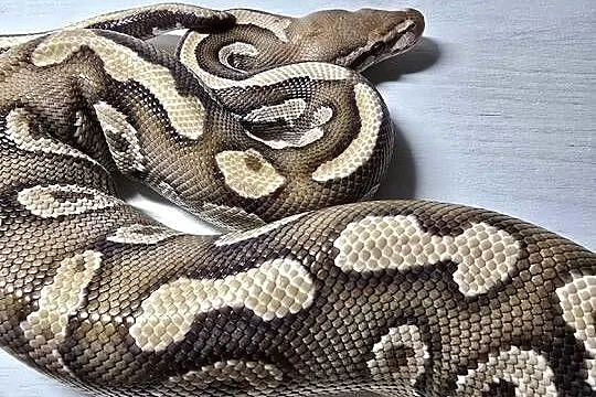Wąż pyton królewski python regius samica dorosła, Dolnośląskie, Wrocław