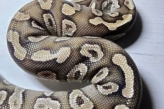 Wąż pyton królewski python regius samica dorosła, Dolnośląskie, Wrocław