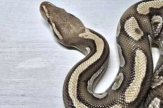 Wąż pyton królewski python regius samica dorosła, Dolnośląskie, Wrocław
