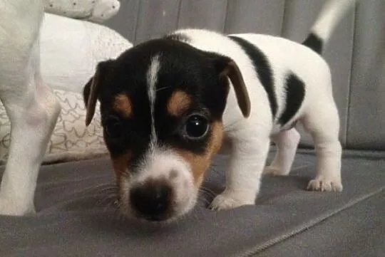 Jack Russell Terrier piękne szczeniaki, Warszawa