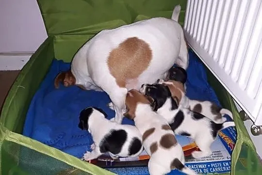 Jack Russell Terrier piękne szczeniaki, Mazowieckie, Warszawa