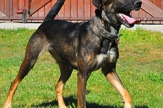 SONIA - 2,5 roczna sunia już tak długo szuka domu 
