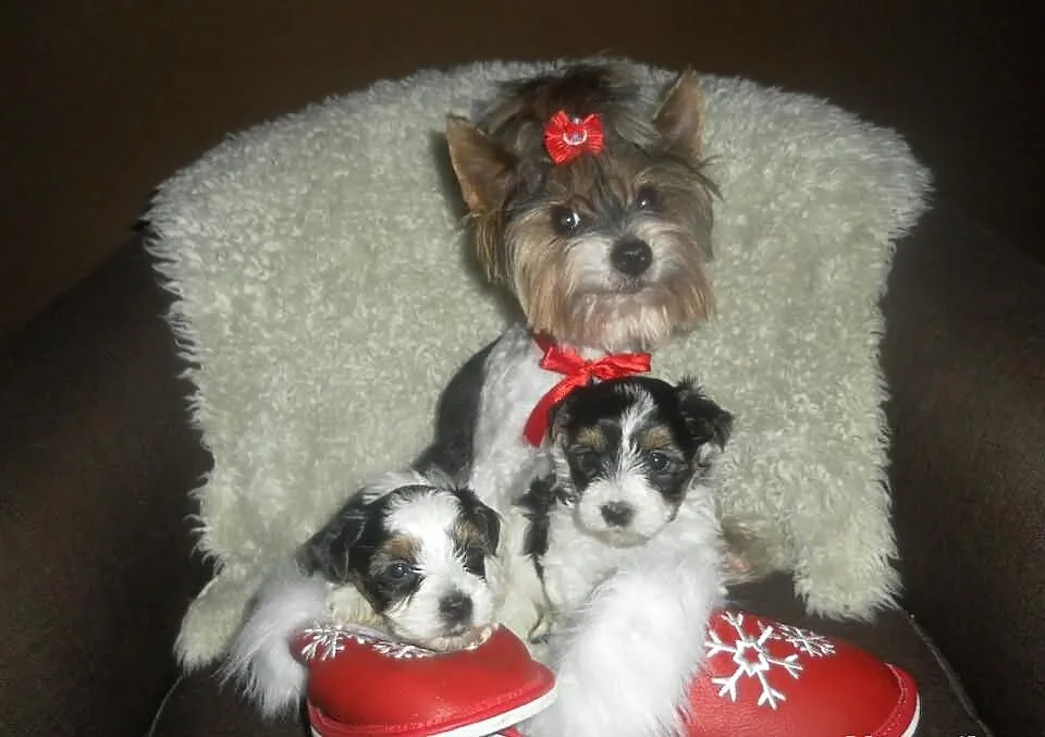 Yorkshire terrier biewer- kolorowe yoreczki -rodow