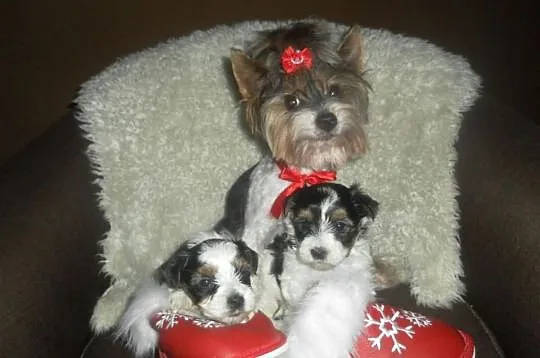 Yorkshire terrier biewer- kolorowe yoreczki -rodow