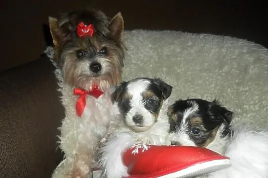Yorkshire terrier biewer- kolorowe yoreczki -rodow