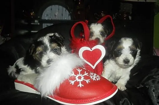Yorkshire terrier biewer- kolorowe yoreczki -rodow